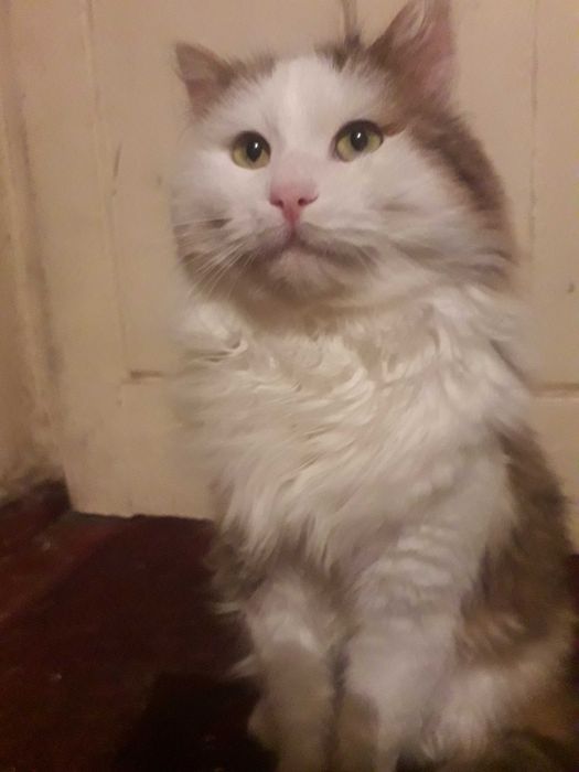 отдам кота бесплатно