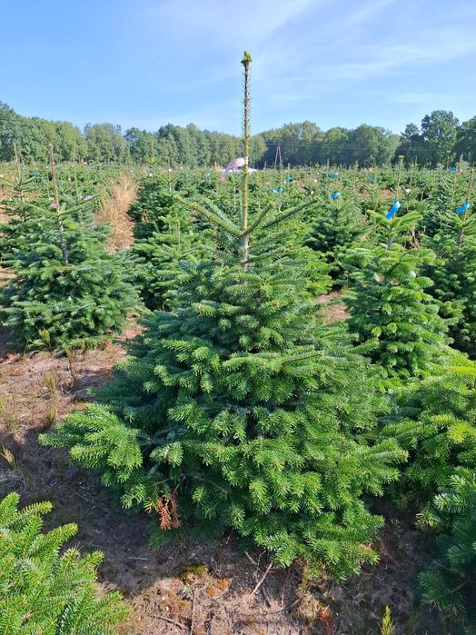 Jodła Kaukaska w donicy PREMIUM 150-175 cm/cięta od Tuchoinki.pl