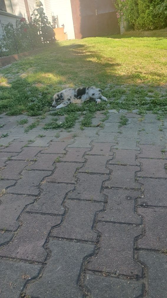 Border Collie szczeniak