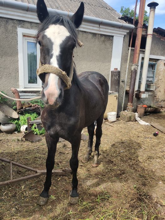 Молода кобила 1 рік здорова та активна