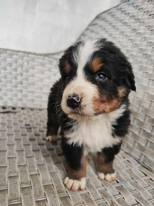 Szczeniaki Berneński pies pasterski