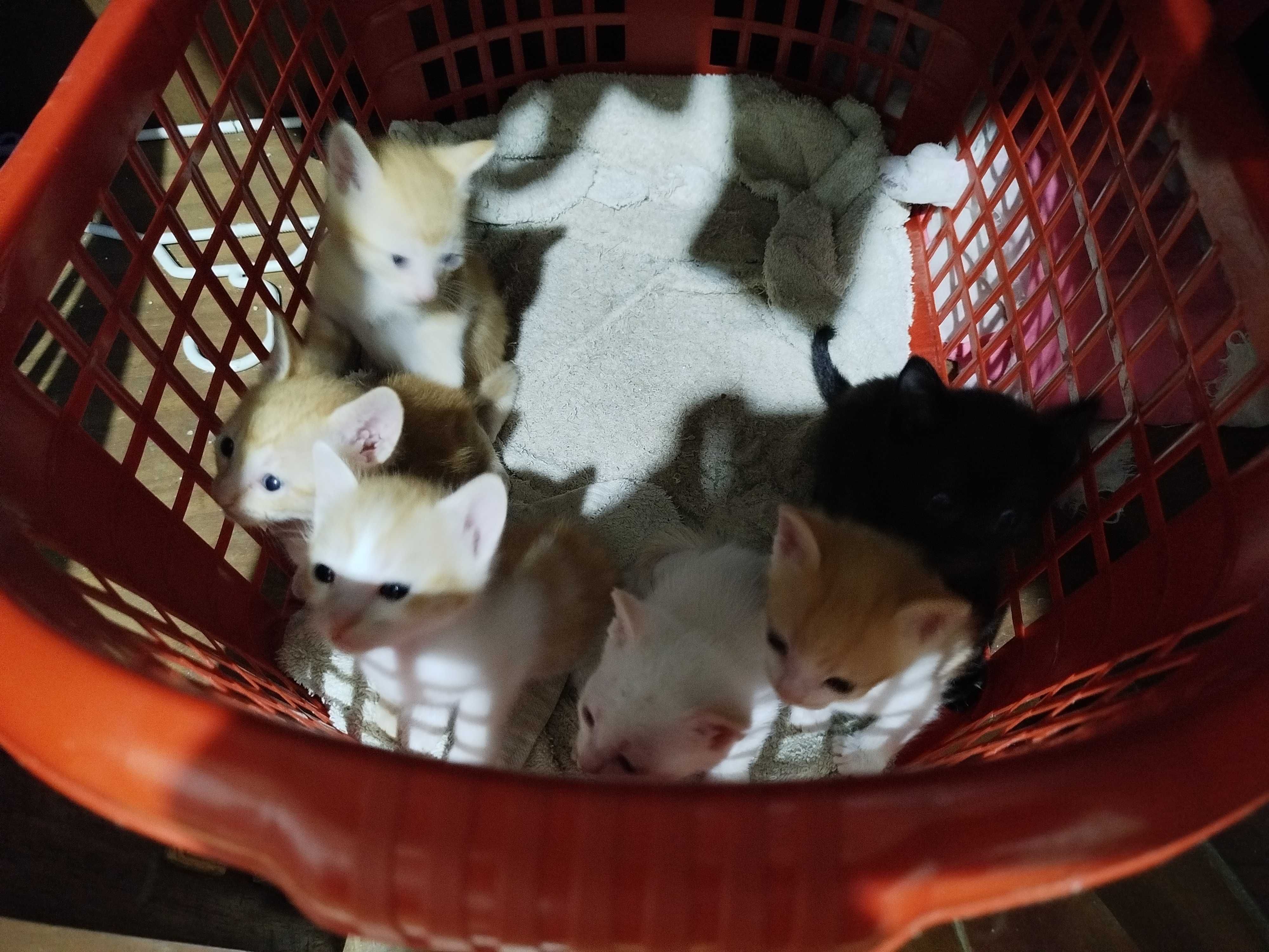 Gatinhos bebes para adoção