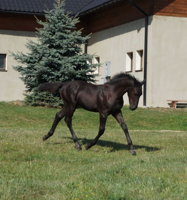 Ogierek śląski x