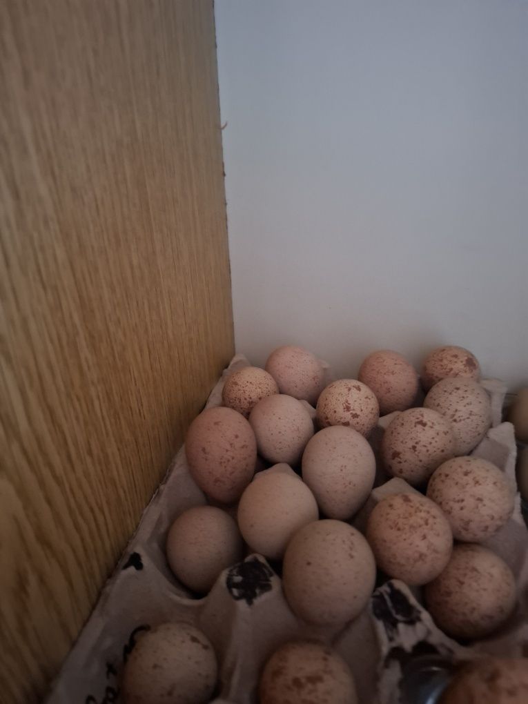 Ovos faisão/perdiz