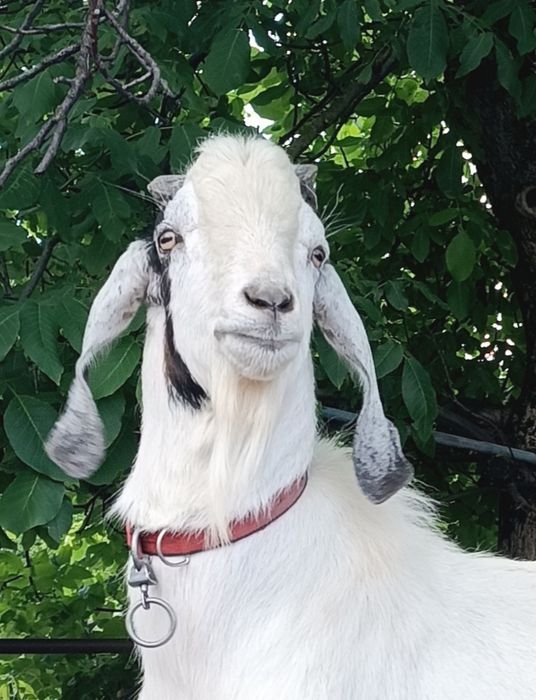 Породний цап для осемінніння,случкі, в'язки.