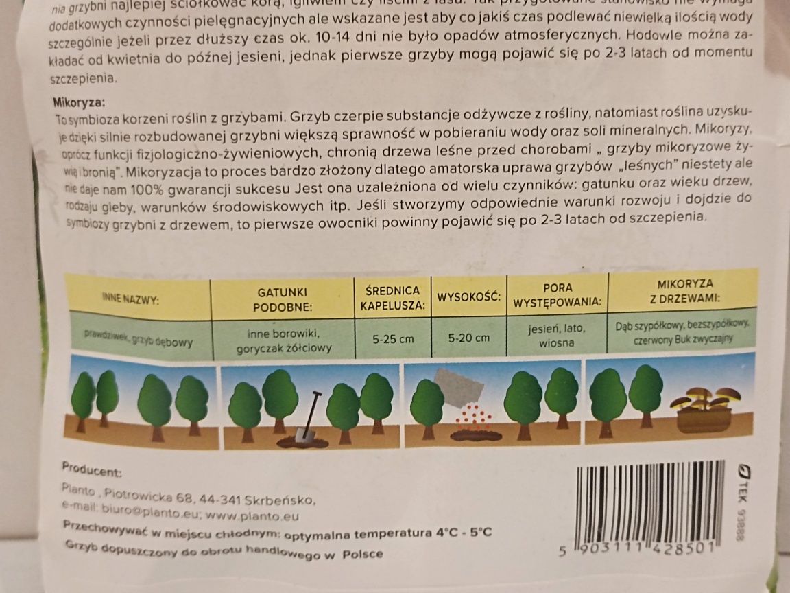 Grzybnia mikoryzowa Borowik usiatkowany