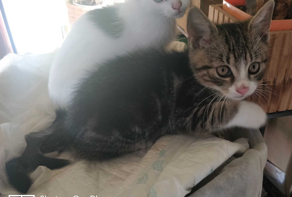 Kotek Kitler i Zenek - kotki 3mies.