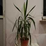 Juka kwiat doniczka 70 cm