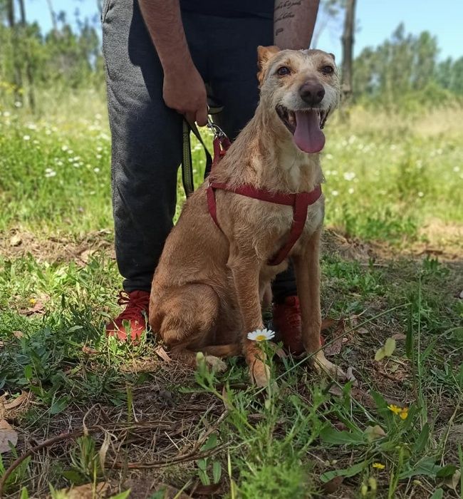 Cadela Porte Médio (15kg) Para Adoção (Anocas)