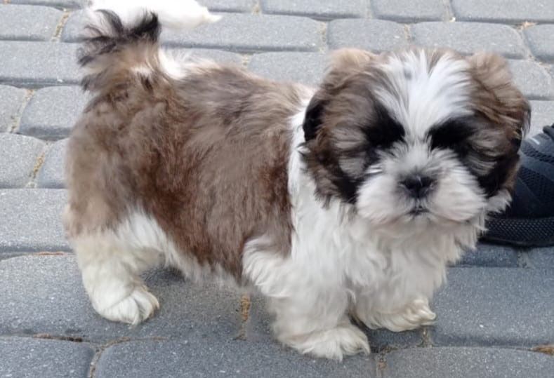 Shih-tzu piesek