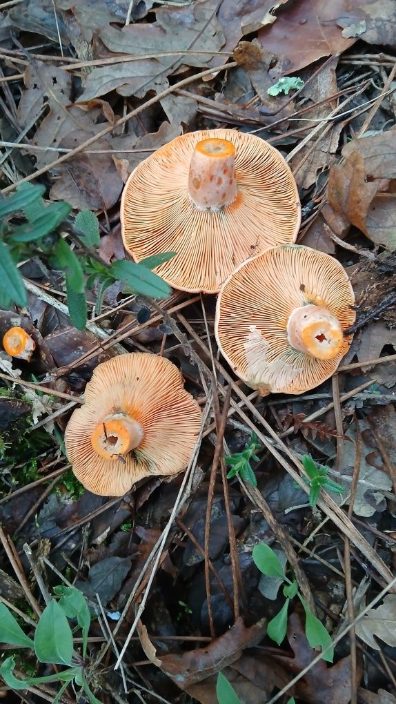 Cogumelos silvestres