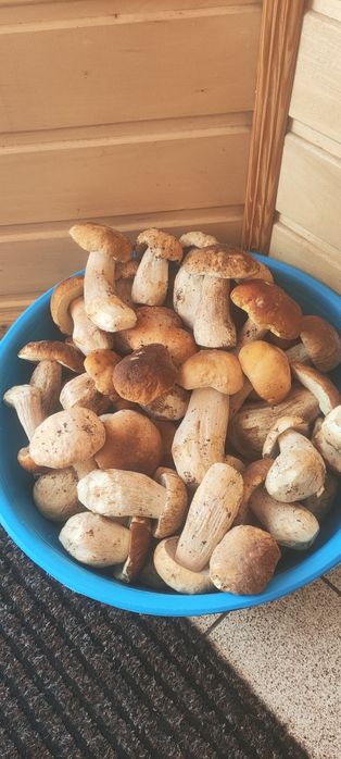 Мариновані грибочки  білі, лисички збір 2025, зеленушки, польські збір