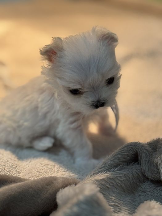 Malutki chlopczyk z rodowodem FCI