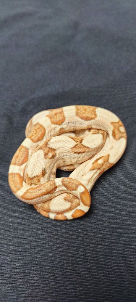 Węże zbożowe Hypo (Salmon) Jungle het Albino sharp