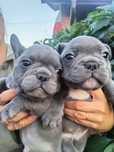 Buldog francuski