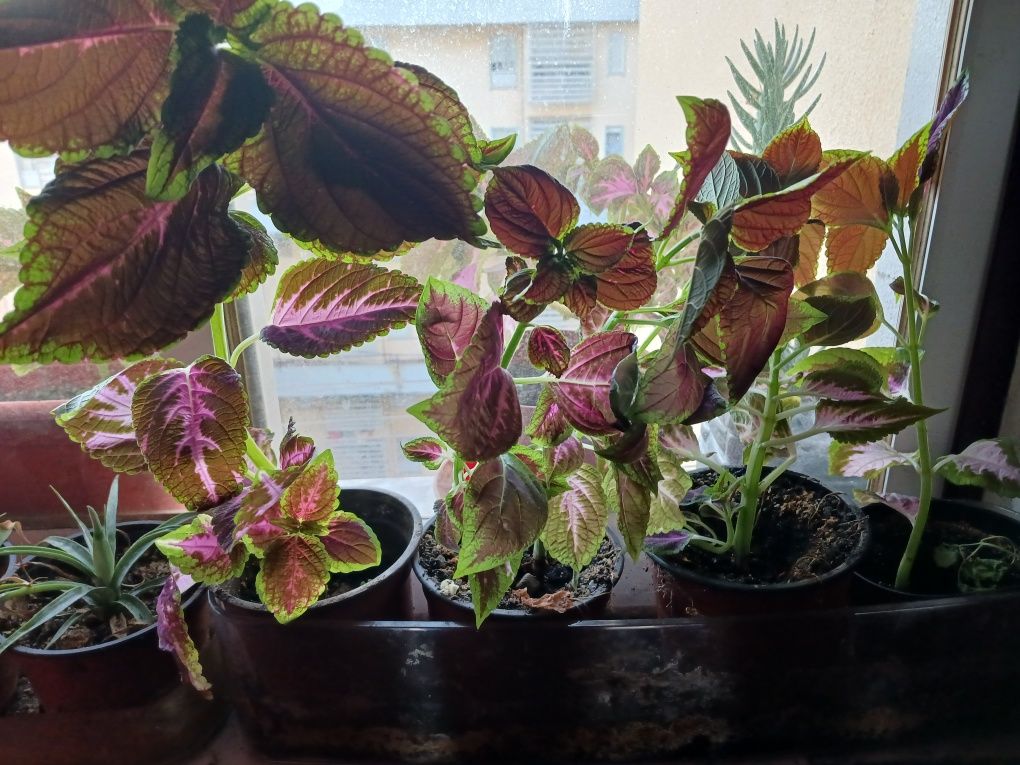 Vendo Planta coleus