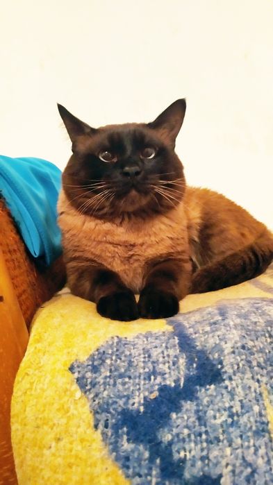 Сиамский кот Филимон  приглашает породистых кошек на вязку