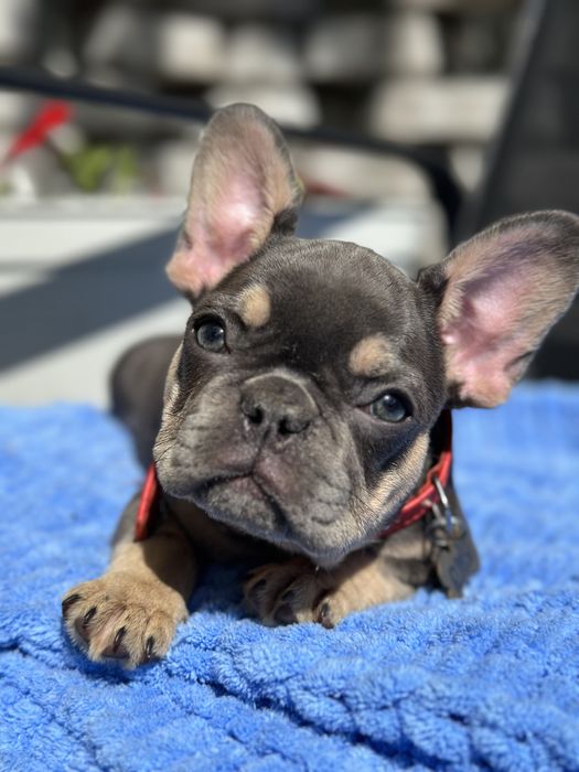 Щенки французского бульдога