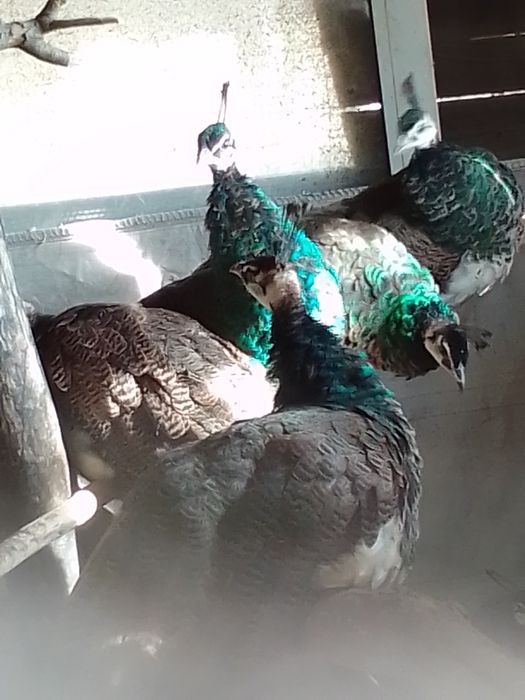 Sprzedam pawie niebieskie