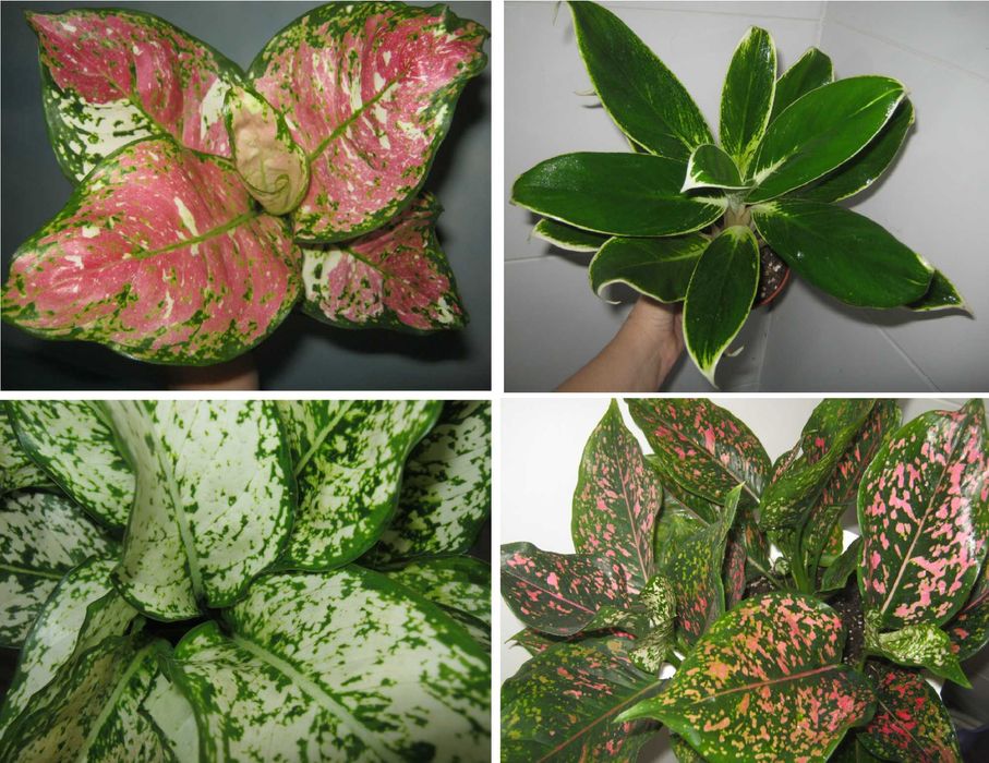 калатея кротон аглаонема диффенбахия