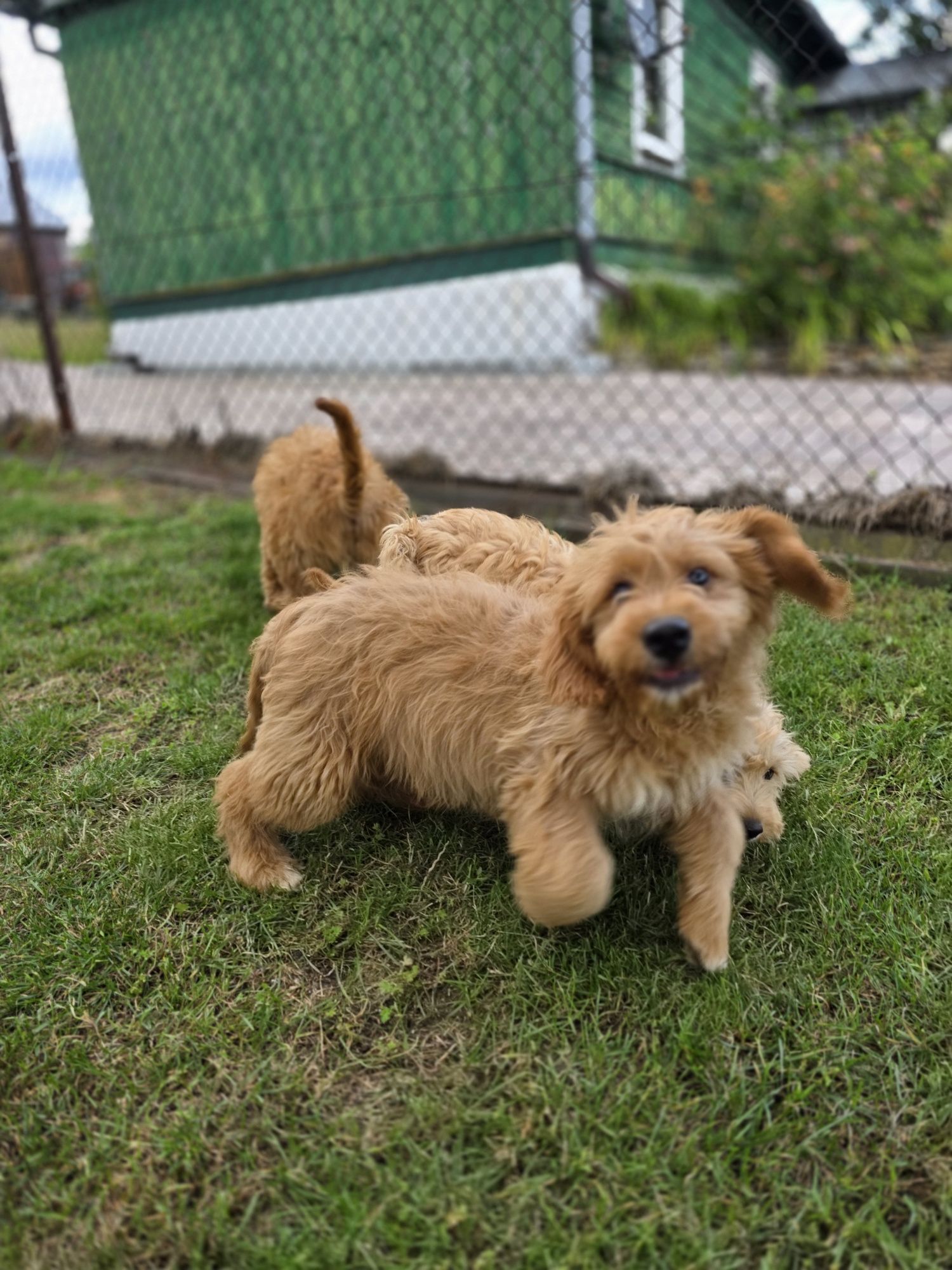 Goldendoodle piesek f1 standard i mini