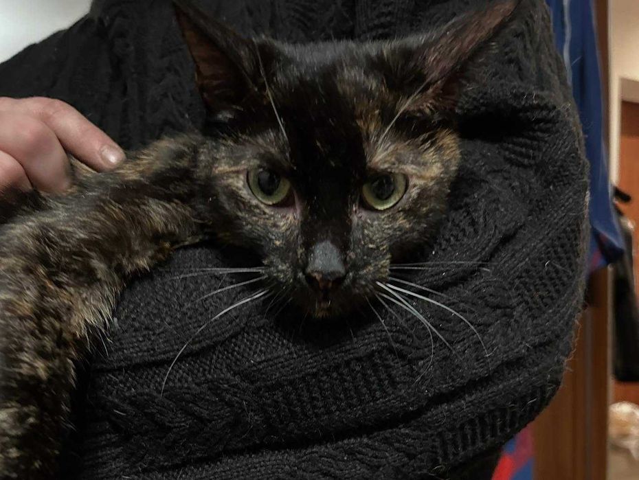 kotka szylkretowa jaga tymczasem aktualne