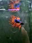Bojownik crowntail fancy (strzępiasty)