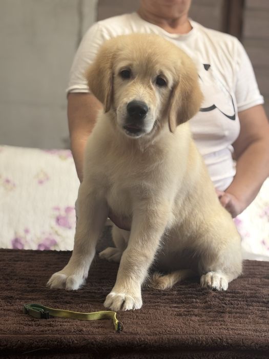 Золотистый ретривер!!!