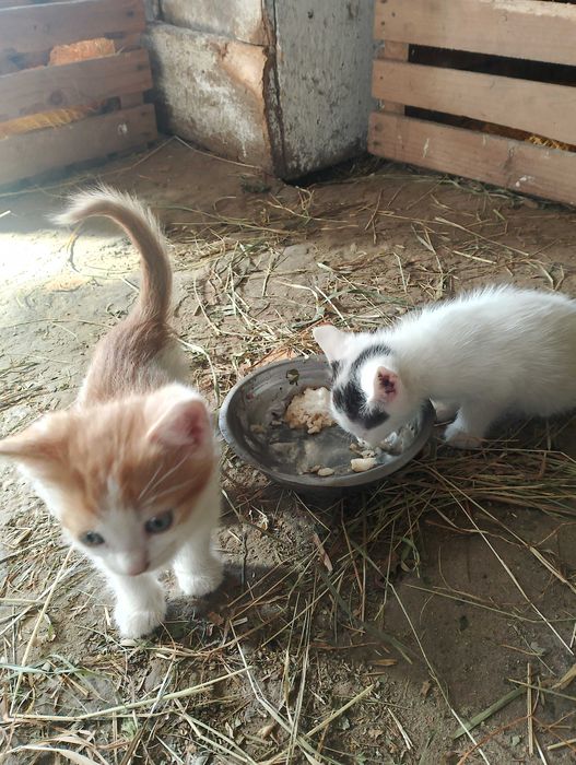 Oddam kotki w dobre ręce!!!