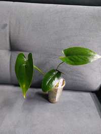 Anthurium nigrolaminum Gigi
