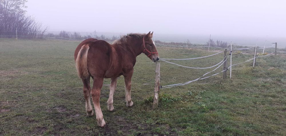 Sprzedam Młodą Klacz Zimnokrwistą , Źrebicę , Odsadkę.