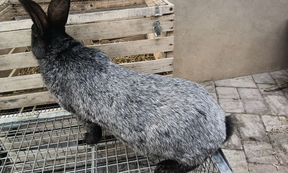 Кріличка породи Полтавське срібло вік 7,5 місяців  Злучена