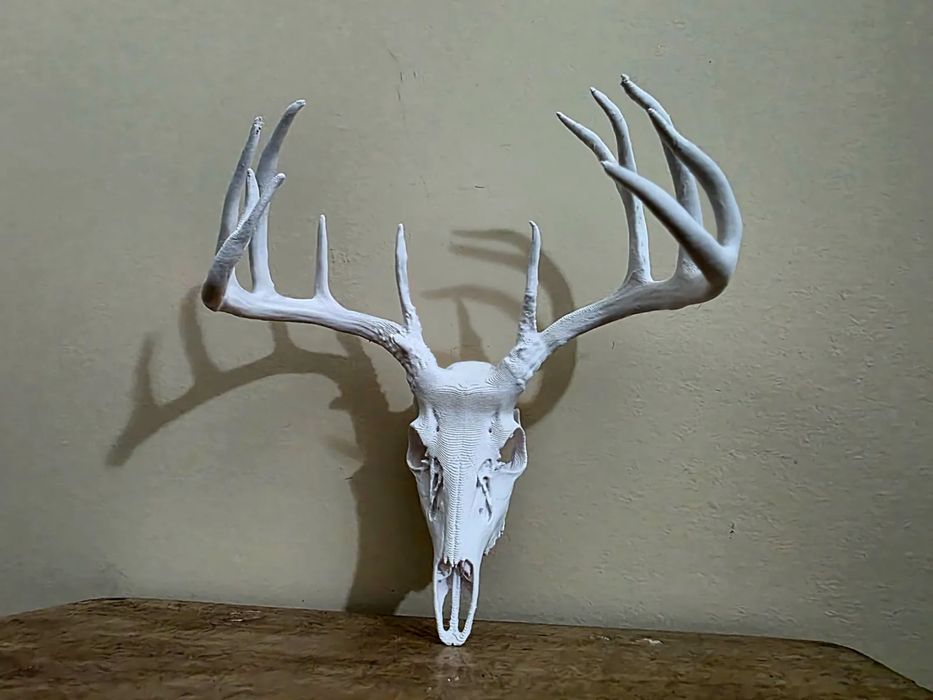 Crânio de Veado "Chevymax" 14 pontas