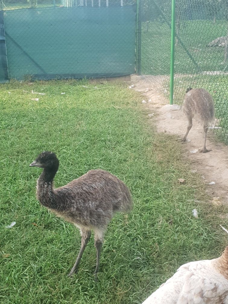 emu trzy i pół miesieczne
