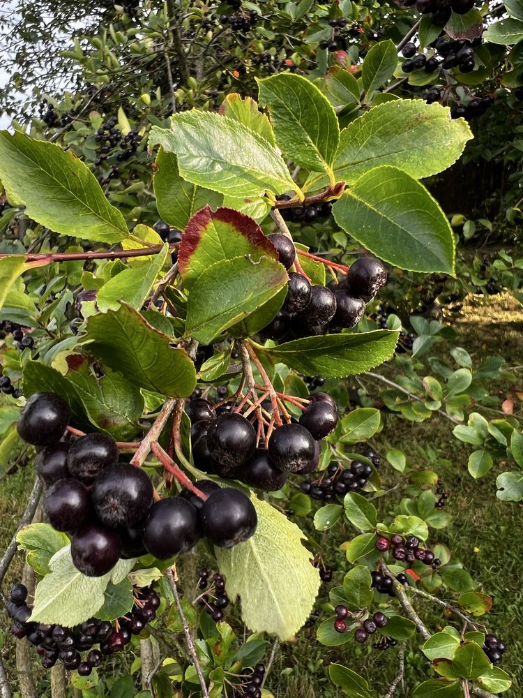 Aronia bez oprysków z domowego ogrodu
