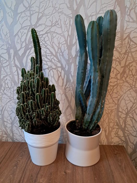 Kwiaty domowe różne