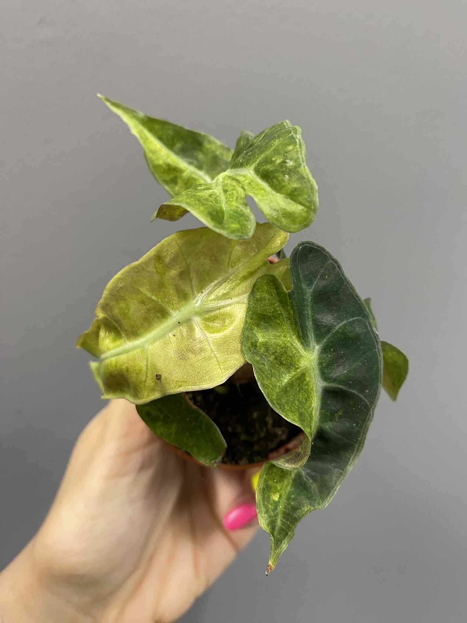 Alocasia Polly Variegata Aurea