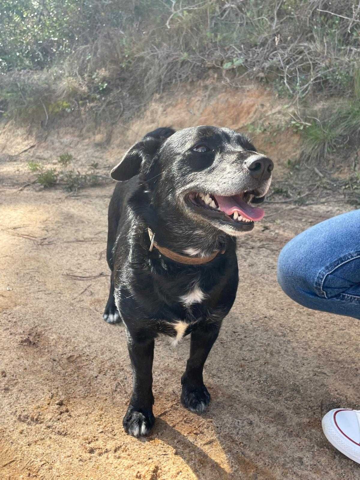 Cookie e Nala - Bebés para Adopção