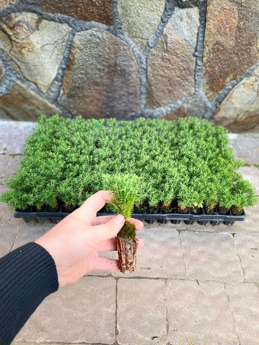 Смарагд Тедді Голандія Колумнарис Тис Хіксі Баката Стрікта Рейнгольд