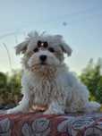 Fabulosa!! Bichon Maltês Fêmea