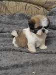 Shih Tzu rodowodowa suczka biało  beżowa