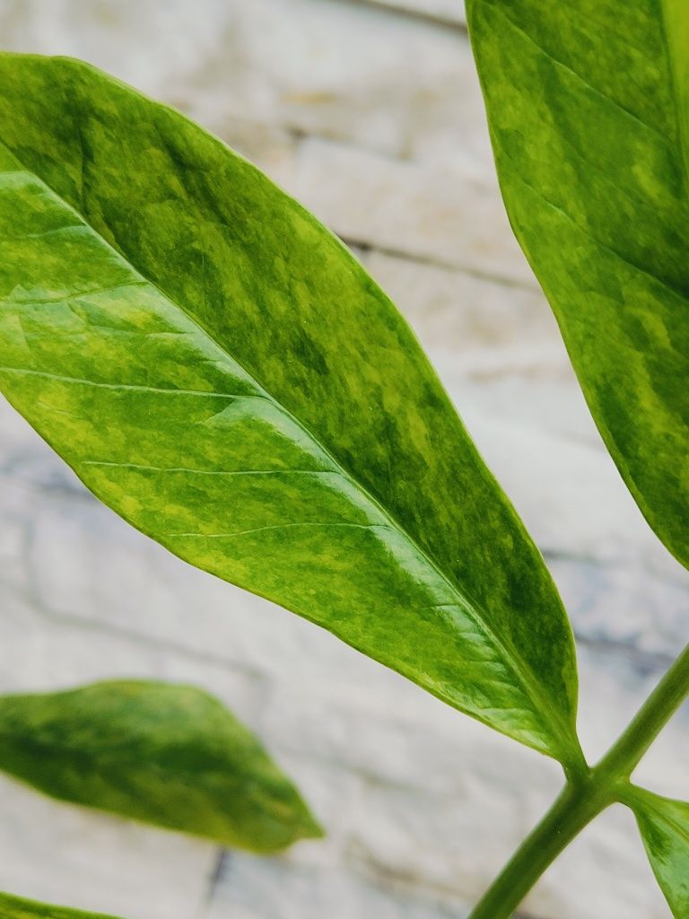 Zamioculcas Wild Form Aurea