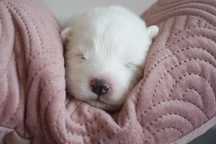 Samoyed ZKwP FCI
