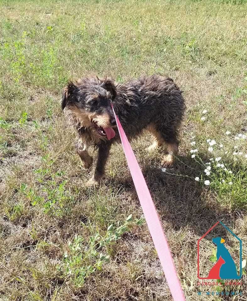 Pieski, które długo czekają na domy! Adoptuj!