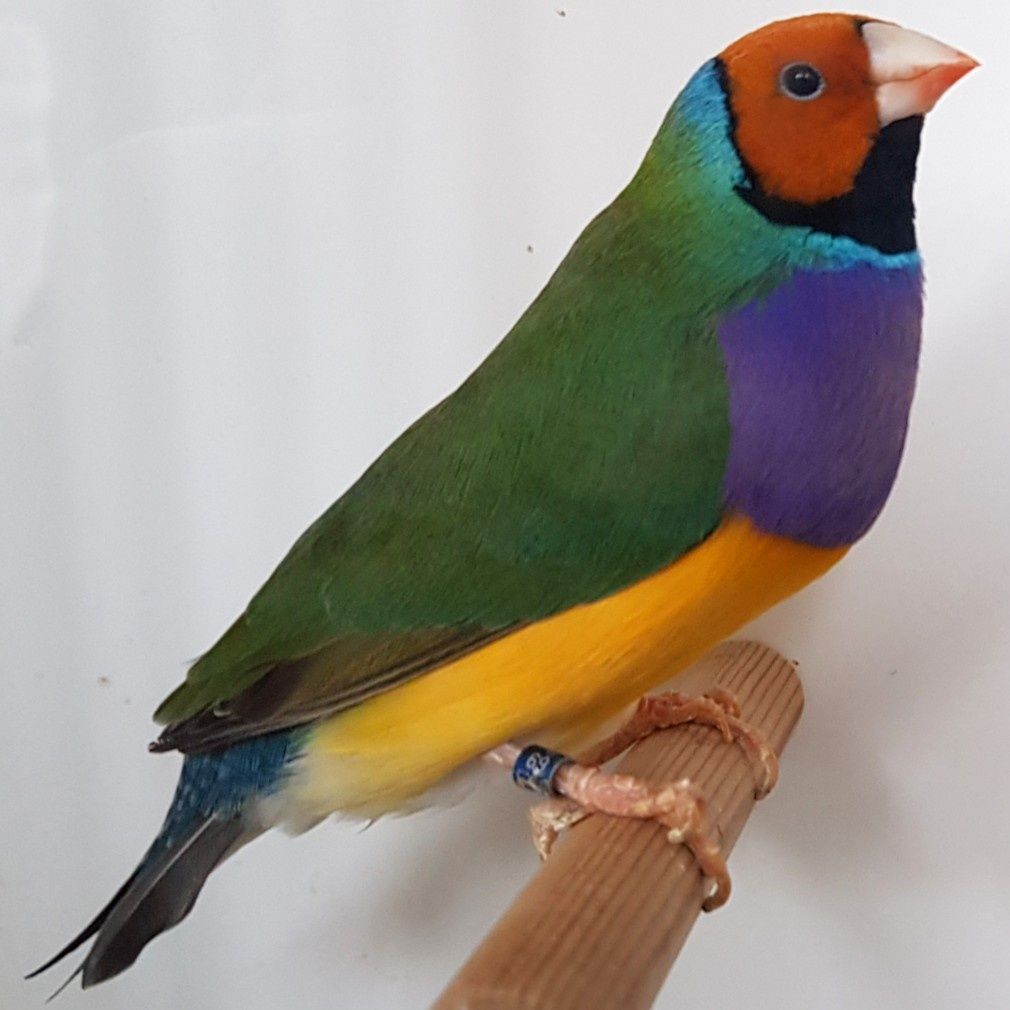 Diamante de gould