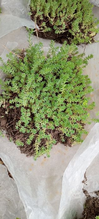 Продам саженцы растений