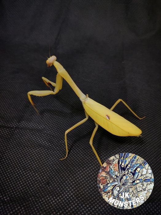 Modliszka Stagmatopera femoralis+gratisy