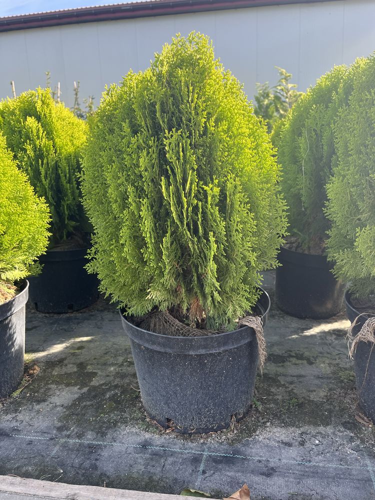 Żywotnik wschodni 'Aurea Nana' Thuja orientalis 'Aurea Nana' 0,4-0,5 m