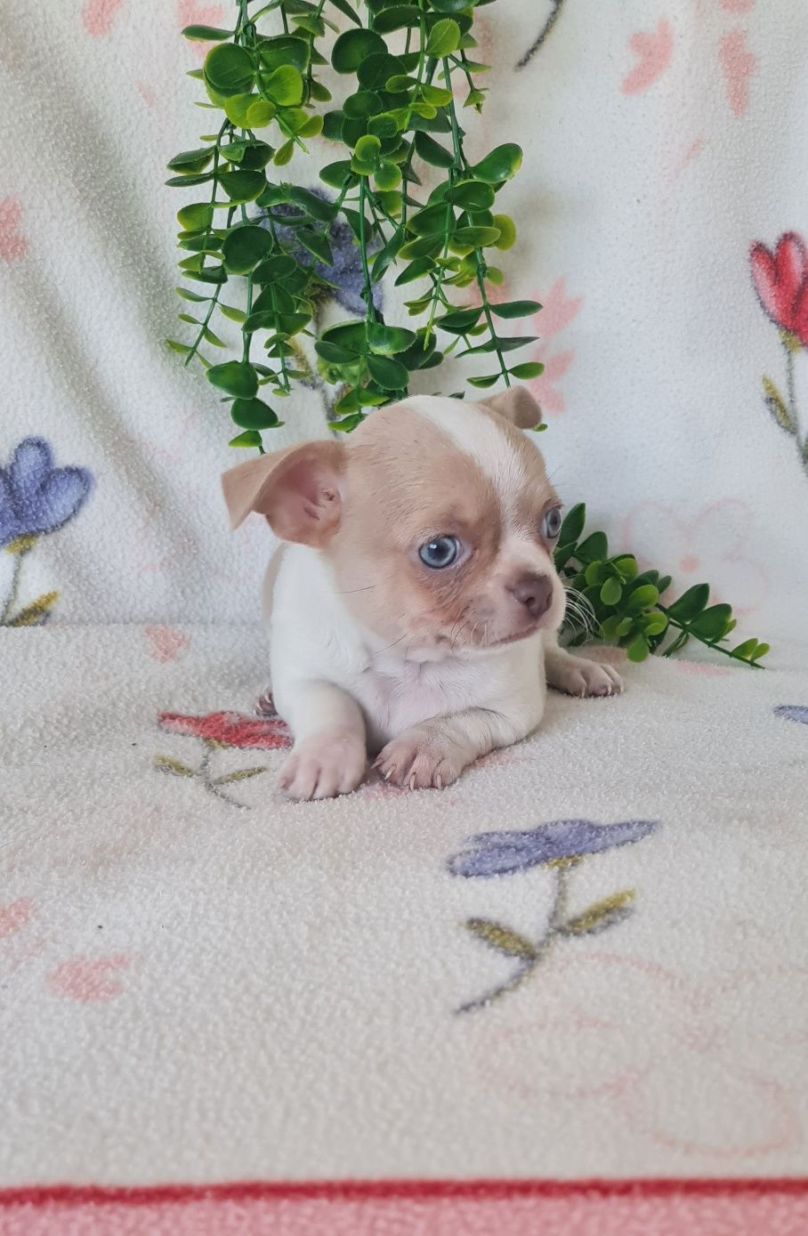 Maravilhoso Lilac mini Chihuahua. Chiuaua de linhagem Russa, Qualidade