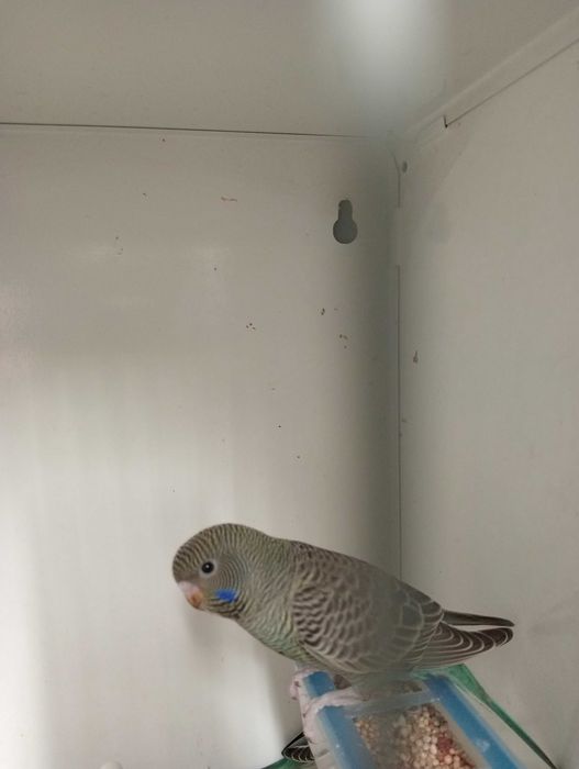 Piriquitos Black face 2025